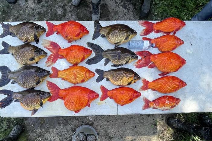 How massive, feral goldfish are threatening the Great Lakes ecosystem
