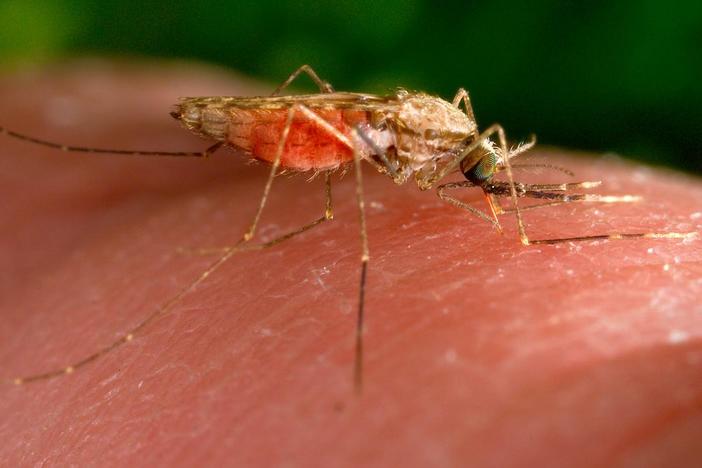First cases of malaria transmitted in U.S. in decades prompt concerns