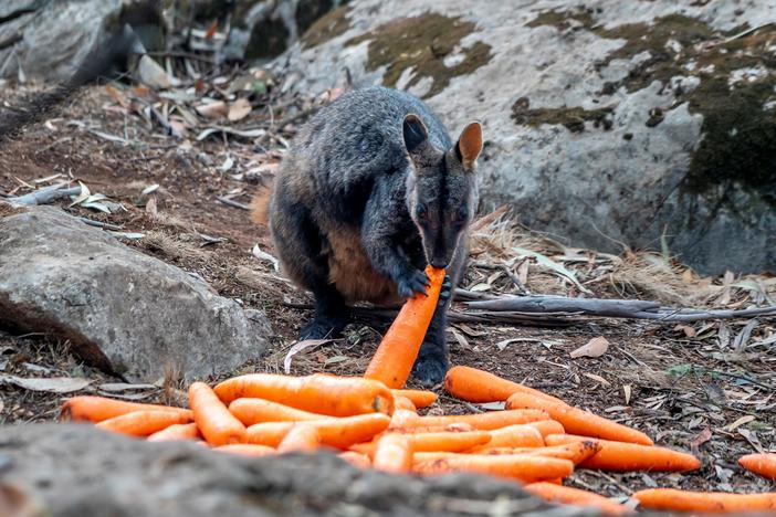Wildlife experts rush to rescue Australian animals after bushfire crisis