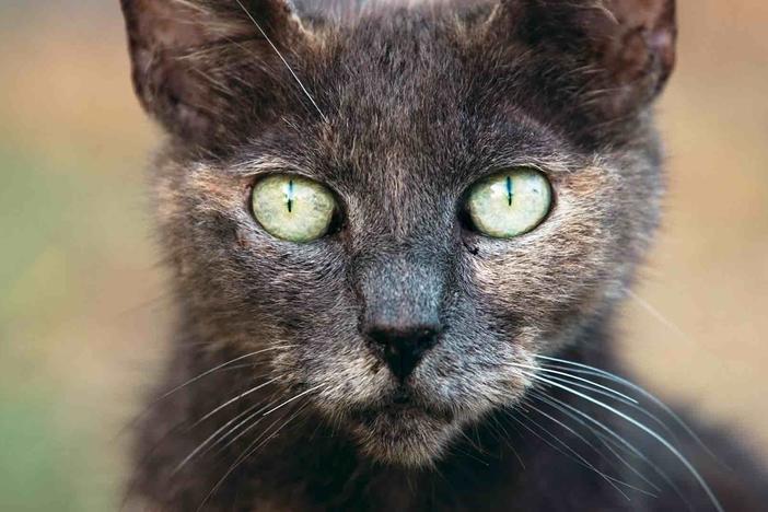 Cats have been winning the hearts of humans for years....but can devastate ecosystems.
