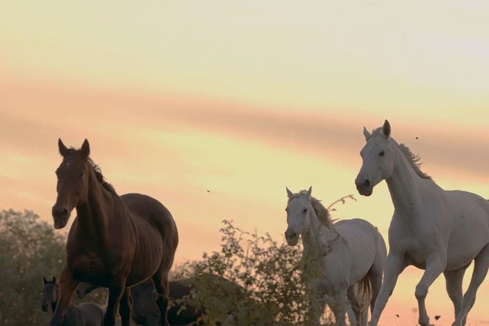 Shane ventures into the vast deserts of Nevada to learn about wild horses on public lands.