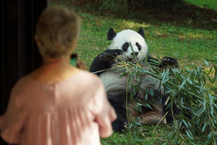 National Zoo says goodbye to beloved pandas as they prepare for return to China