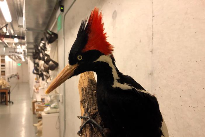 Here's what contributed to the extinction of ivory-billed woodpecker, 22 other species