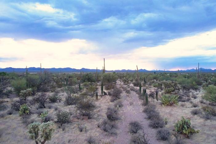Climate change threatens the survival of iconic saguaro cactus in the Southwest