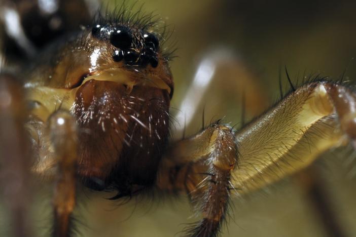 Meet Laugakönguló, Iceland's tiny pool spider thriving in hot springs during winter.