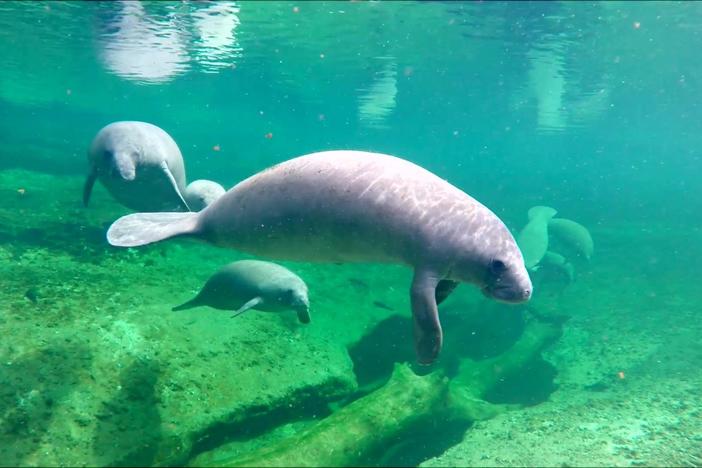 Biologists take drastic measures to save Florida manatees at risk of starvation