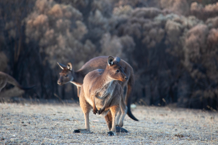 It is estimated that around one billion animals died in the horrific Australian wildfires.