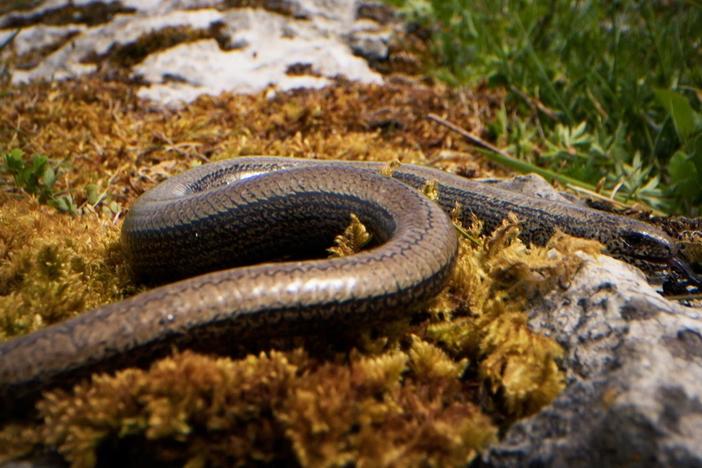The slow worm is neither a snake nor a worm but a legless lizard.