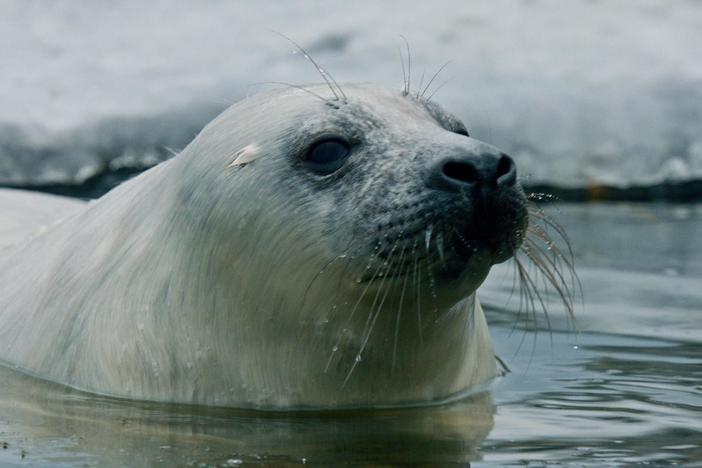 A seal pup struggles to survive against icy waves and territorial males.
