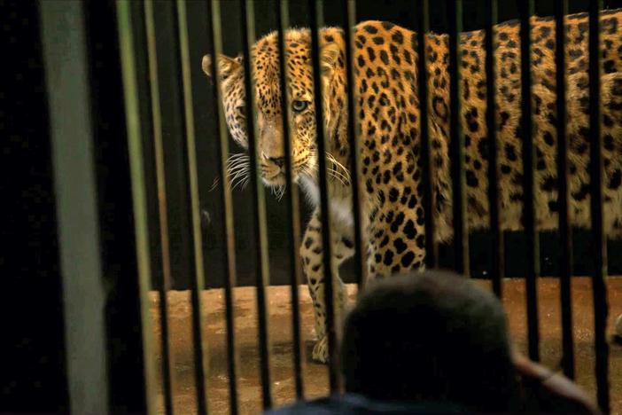 This rare Persian leopard was the 5,000th entry in Joel Sartore's Photo Ark.