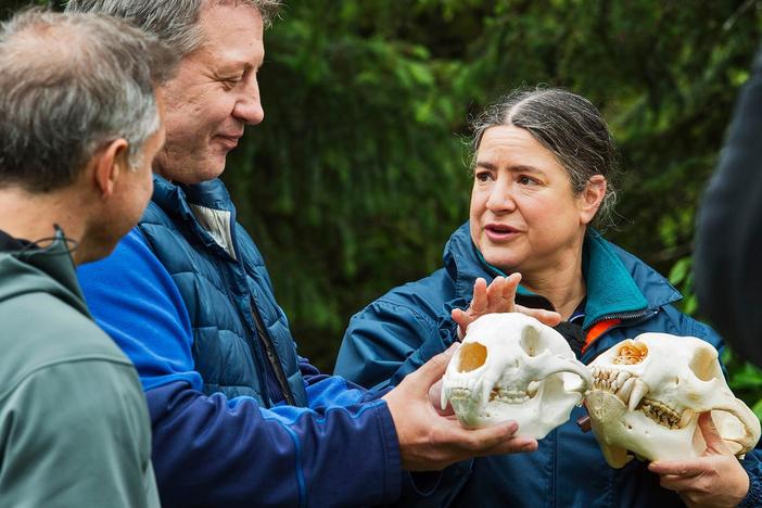 Dr. Joy Reidenberg explains the differences between Black and Brown Bears.
