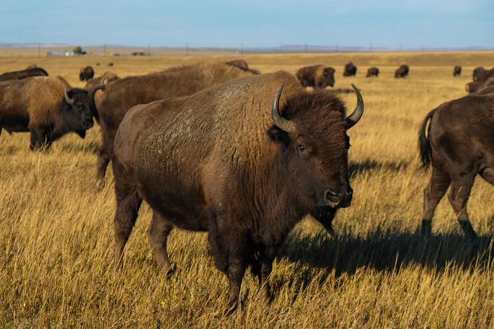 For the Blackfeet Tribe, bringing back buffalo will revitalize the landscape.