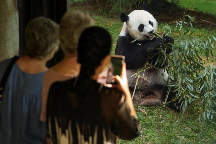 National Zoo celebrates 50 years of panda conservation