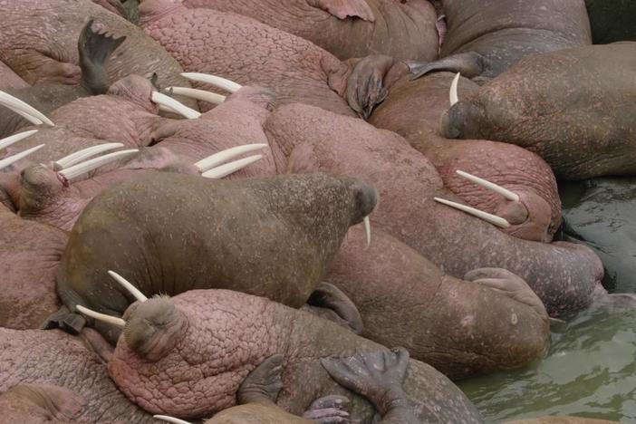 Walruses are highly social creatures, and can form groups of up to 10,000.