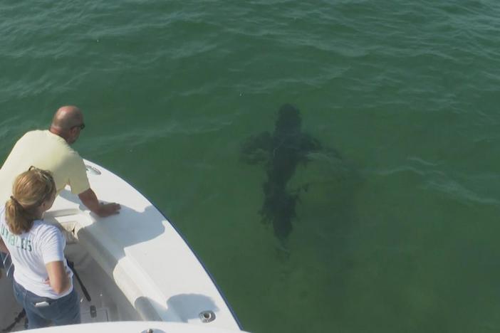 Shark tracking efforts ramped up after wave of encounters off Northeastern coast