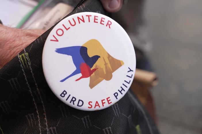 How Philadelphians are working to protect birds from deadly window collisions