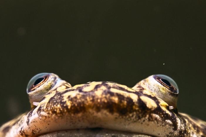 What happens when frogs become indispensable?
