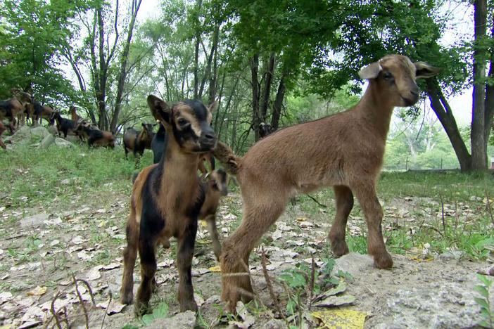 Nebraska couple dedicate life to breeding rare San Clemente Island goats