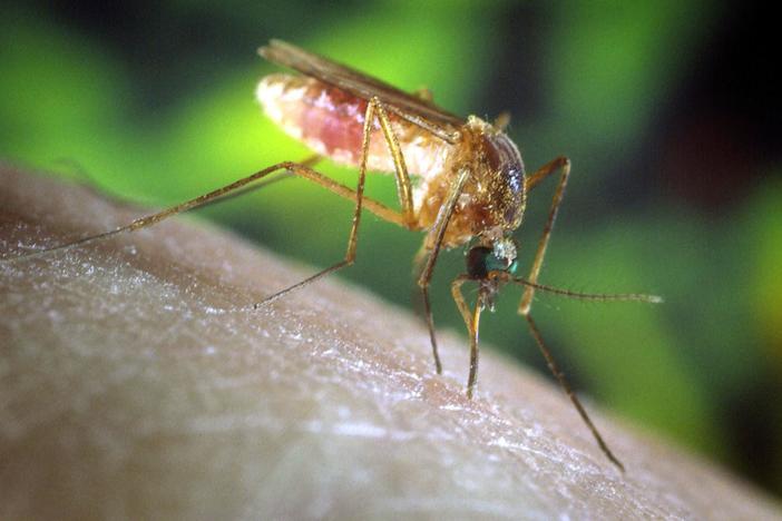 Why the threat of mosquito-borne diseases is on the rise worldwide