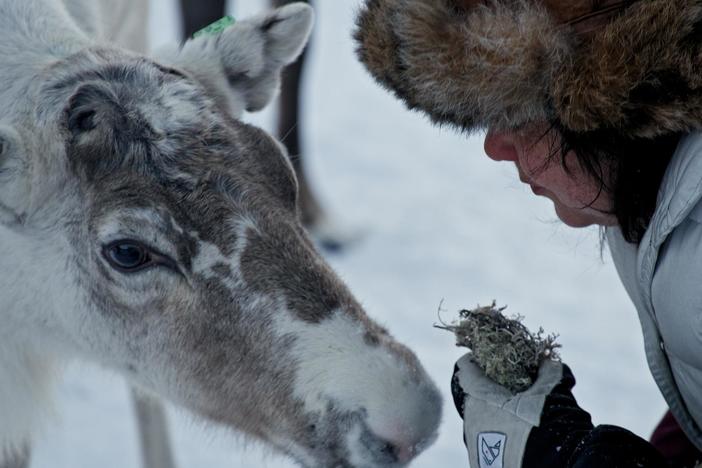 Margret Fjellström and her reindeer depend on dwindling lichen-rich forests for survival.