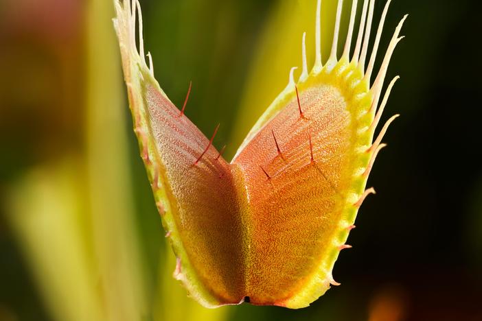 Scientists have finally worked out how the Venus flytrap can close its trap so quickly.