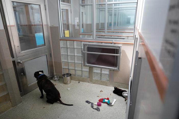 Animal shelters struggle as many pets adopted during pandemic are returned