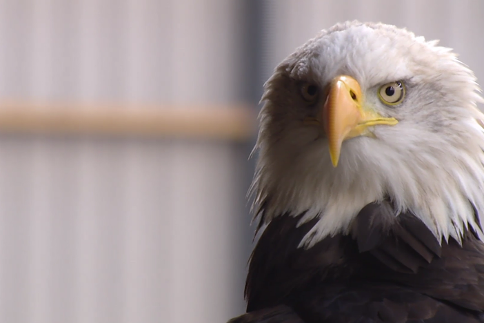Dutch police use eagles to hunt illegal drones