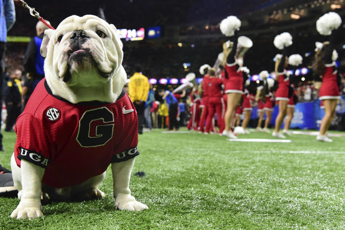 UGA's mascot, Uga the bulldog, is expected to cheer on the team at Mercedes-Benz Stadium.