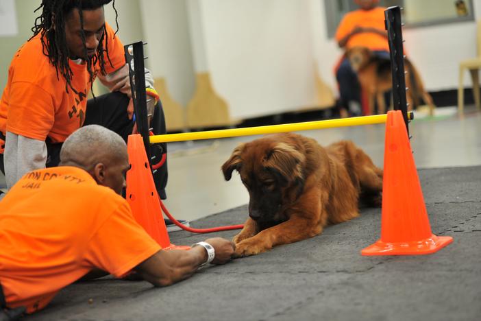 At the Fulton County Jail, inmates are paired with furry friends through the Canine Cellmates program. Inmates train the dogs and prepare them for adoption.