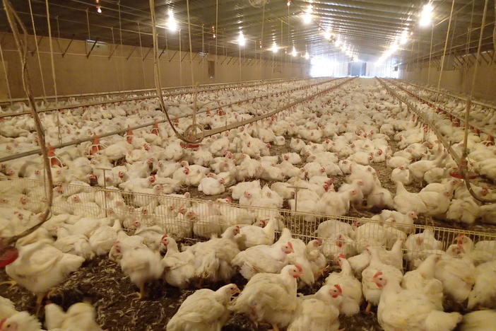 Univ. of Georgia poultry breeding program launched in Jan. 2019