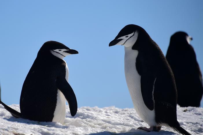 Barbijo penguins gather on South Shetland Islands, Antarctica, in 2019. But that's probably not where their ancestors lived.