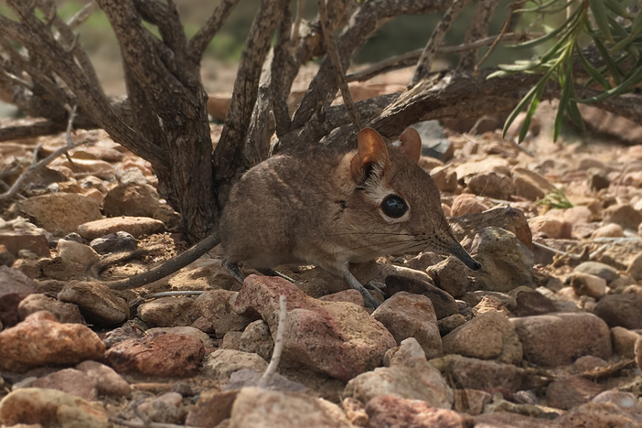 Researchers have spotted the Somali sengi, a relative of aardvarks and elephants, in Djibouti.