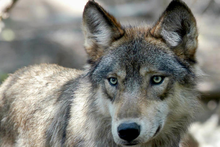 Colorado voters narrowly approved a ballot measure to reintroduce the gray wolf decades after it disappeared from the state.