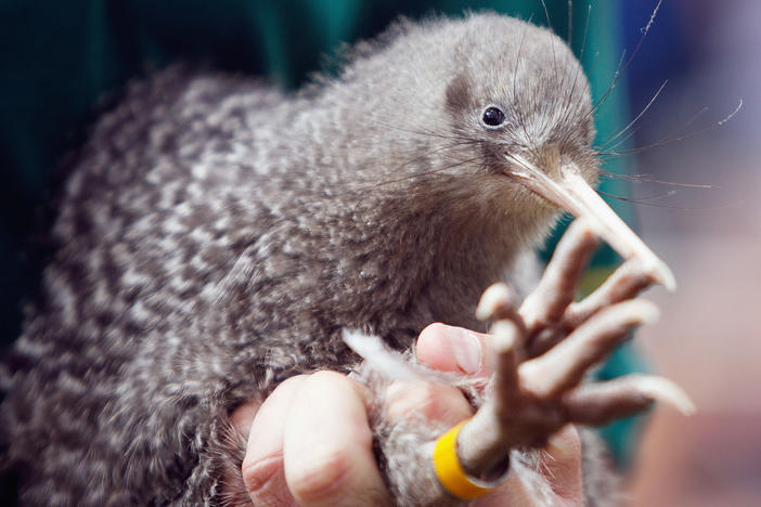 The little spotted kiwi snuck its way up New Zealand's Bird Of The Year leaderboard before election organizers discovered 1,500 disqualifying votes placed for the smallest kiwi bird species.