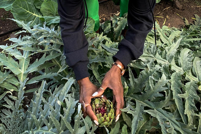Princess Haley, co-founder of a group called Appetite for Change, picks an artichoke to go into supply boxes of fresh produce. The group's mission is to improve the diet of families in Minneapolis.