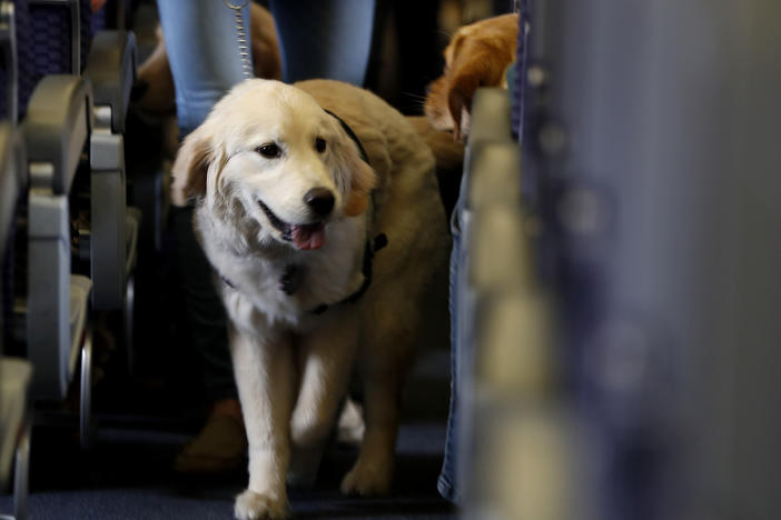 A service dog onboard a United Airlines plane at Newark Liberty International Airport in 2017. The Department of Transportation says it will require service dogs to be flown free of charge, but not emotional support animals.