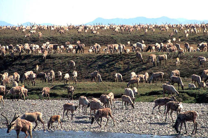 Caribou from the Porcupine Caribou Herd migrate onto the coastal plain of the Arctic National Wildlife Refuge in northeast Alaska. The refuge has long been eyed for oil exploration.