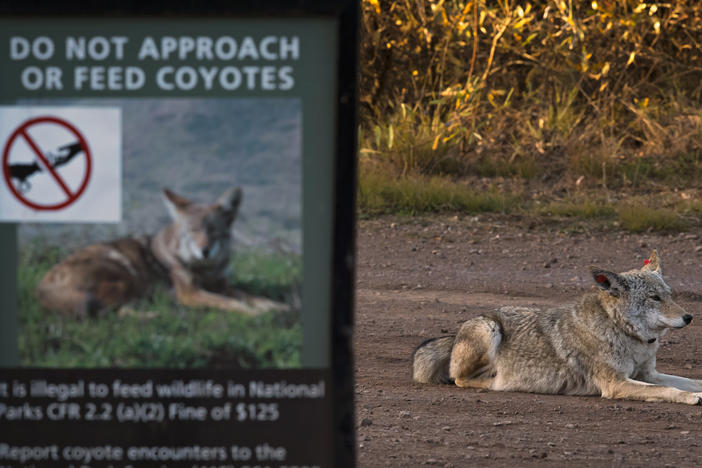 This coyote was one of several collared by wildlife biologists monitoring their behavior in the Bay Area headlands.  Authorities are trying to catch an unusually bold coyote in the East Bay responsible for  attacks on humans.