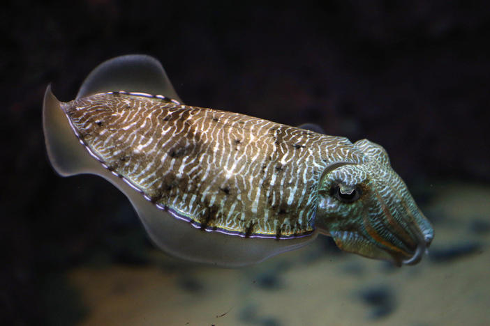 A cuttlefish swims in an aquarium at the Scientific Center of Kuwait in 2016. Cuttlefish showed impressive self-control in an adaptation of the classic "marshmallow test."