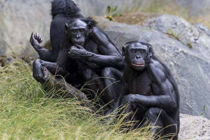 Five bonobos at the San Diego Zoo have been vaccinated against COVID-19.