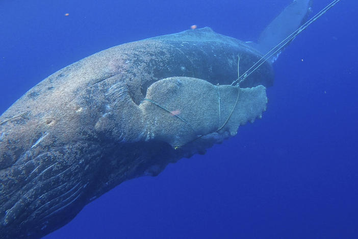 In this photo released by NOAA's Marine Mammal Health and Stranding Response Program is an entangled subadult humpback whale off the Hawaiian island of Maui, on Tuesday. A young humpback whale has been freed of about 100 feet of line entangled in its mouth and flipper.