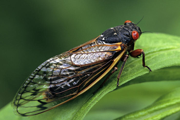 Periodical Cicadas spend 17 years underground feeding on tree sap. Now, billions of cicada nymphs are once again preparing to emerge from the earth and take to the treetops of 15 states across the East Coast and Midwest.