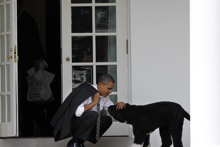 Then-President Barack Obama pets the family dog Bo outside the Oval Office of the White House.