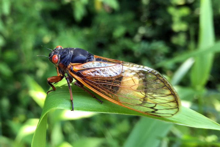 A small number of cicadas become infected by a fungus called <em>Massospora</em>,<em> </em>which causes the production of cathinone — an amphetamine.