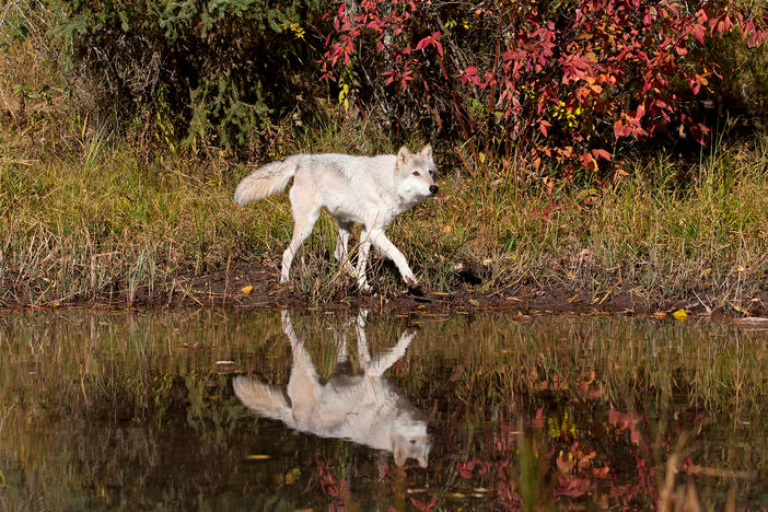 An adult grey wolf walks at waters edge in Montana in October 2018. Twenty-five years ago, federal wildlife officials reintroduced wolves to Idaho. Recovery went well enough that in 2011 the animal came off the endangered species list. Since then, hunters have legally killed hundreds every year.