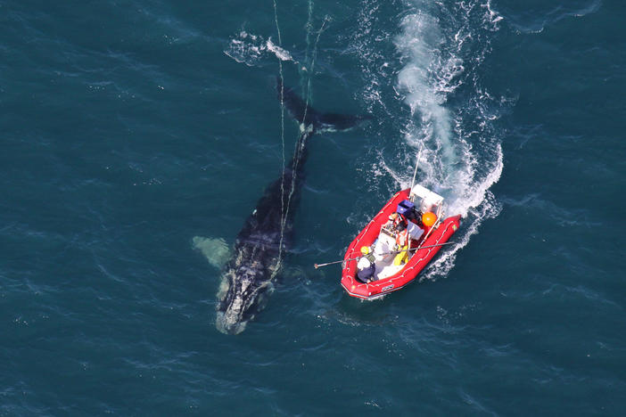 Scientists from NOAA Fisheries Service approach a young North Atlantic right whale in order to disentangle it. New research shows whales with severe entanglements in rope and fishing gear are experiencing stunted growth, and body lengths have been decreasing since 1981.