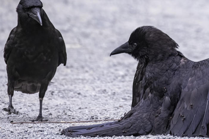 "I noticed there were like little bumps all over this bird that was flopping around," photographer Tony Austin says of a crow he documented. "And sure enough, it was covered in ants."
