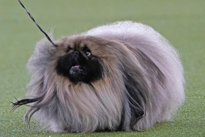 A Pekingese walks with its handler in the Best in Show at the Westminster Kennel Club dog show Sunday in Tarrytown, N.Y. The dog won the blue ribbon in Best in Show.