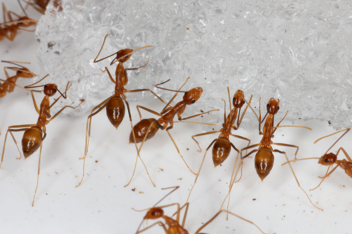 The yellow crazy ant was last spotted by Crazy Ant Strike Teams on the vital seabird nesting grounds in December 2017, but it was too soon to tell if they'd been fully extinguished because their colonies are found underground.
