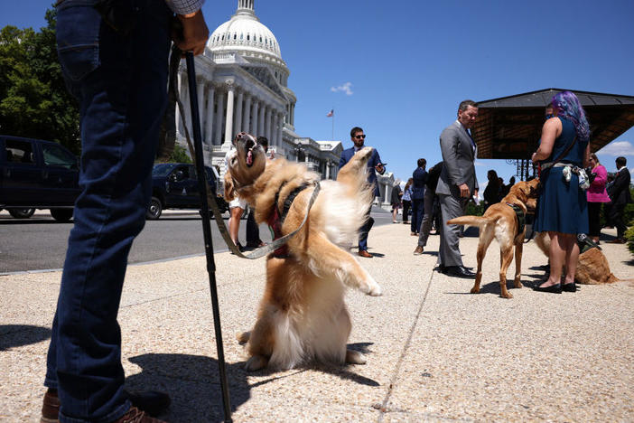 Morgan, a military service dog, stands on her hind legs for her handler before a news conference for HR 1448, Puppies Assisting Wounded Service Members (PAWS) for Veterans Therapy Act outside the U.S. Capitol on May 13.